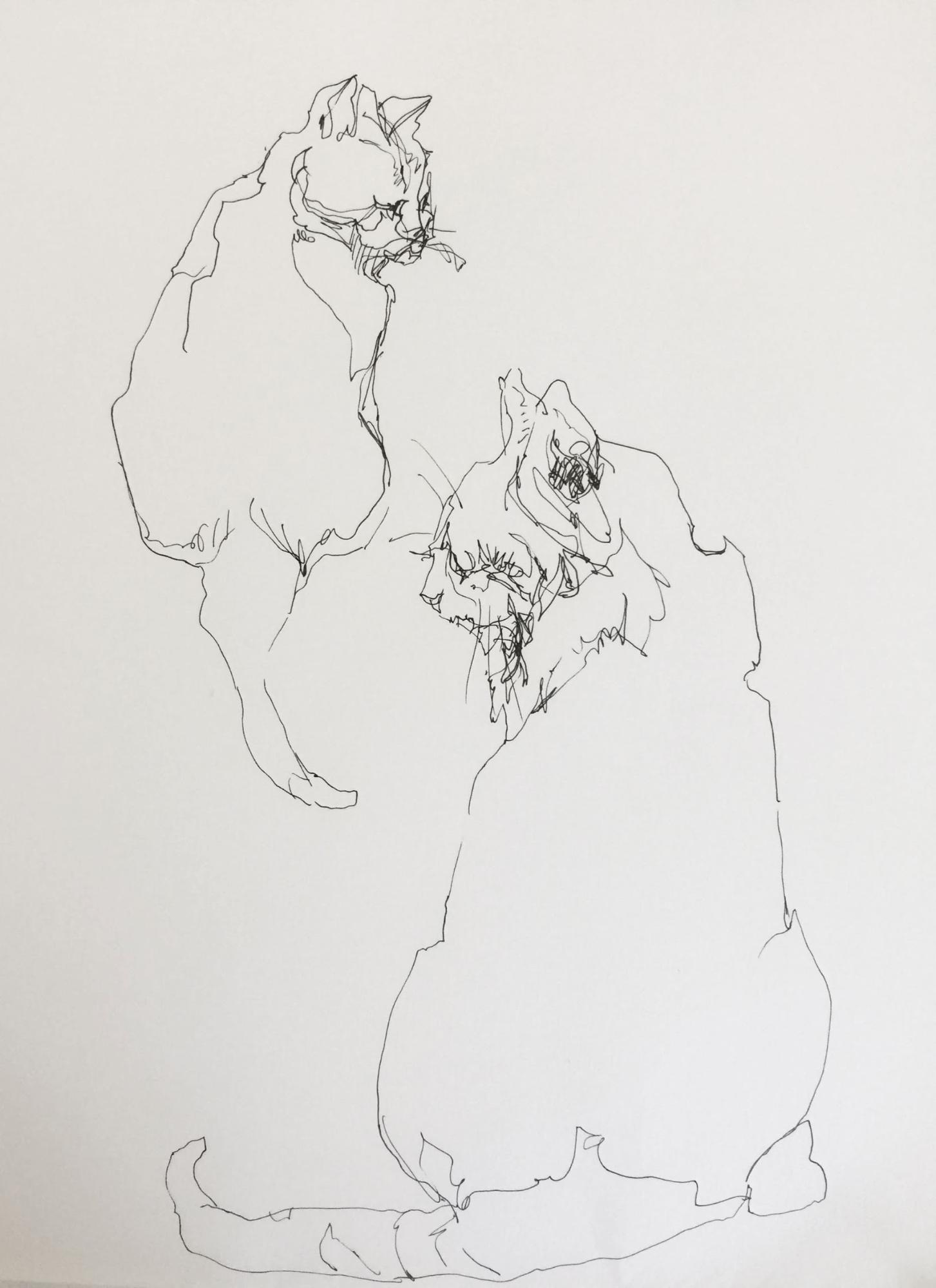 Ink sketches of cats