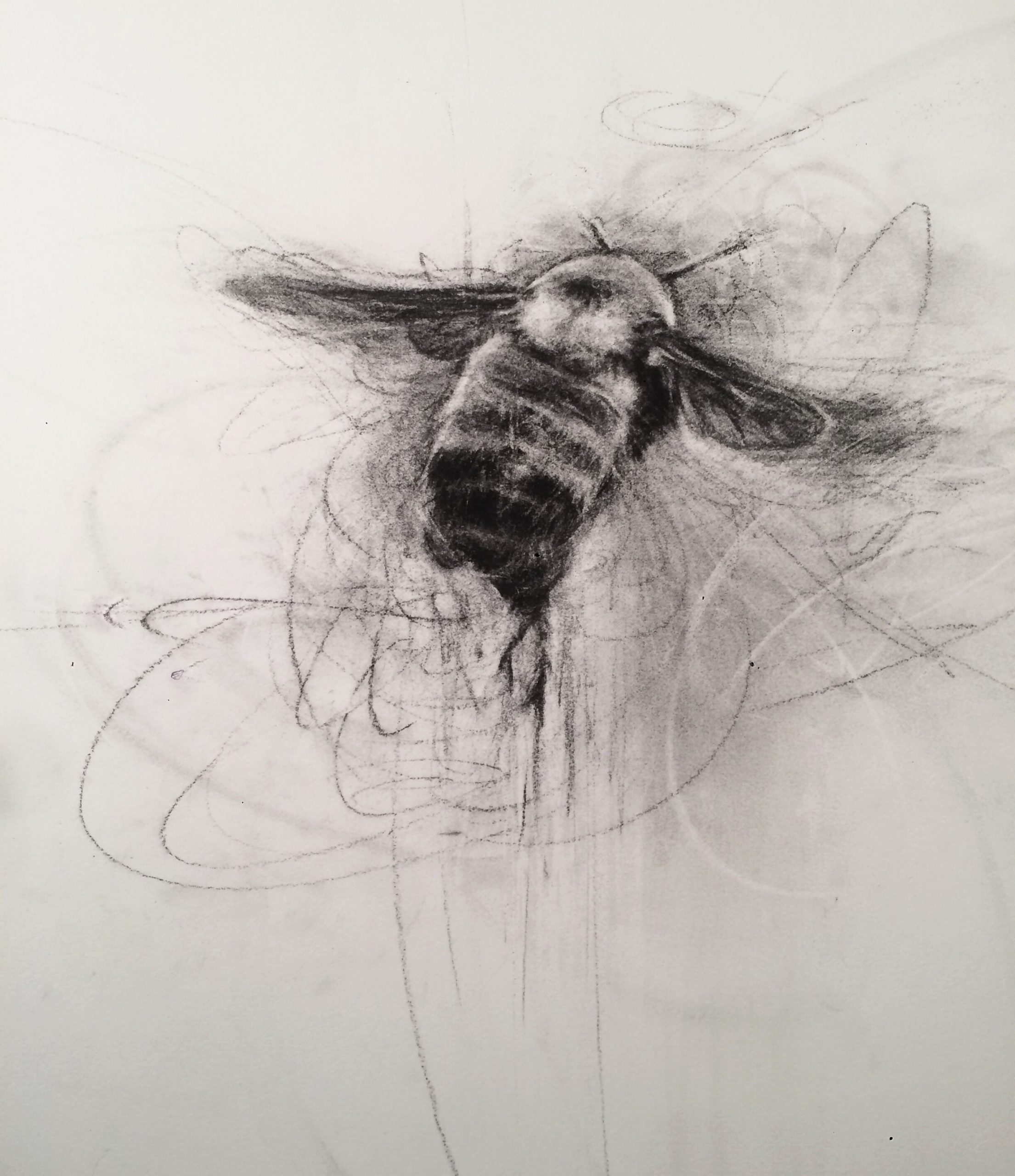 April Coppini, "Nevada Bumblebee (Bombus nevadensis)," 27 x 44 inches
