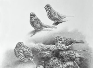 PleinAir Salon winner - "Fox Sparrow Study" by Michael Dumas