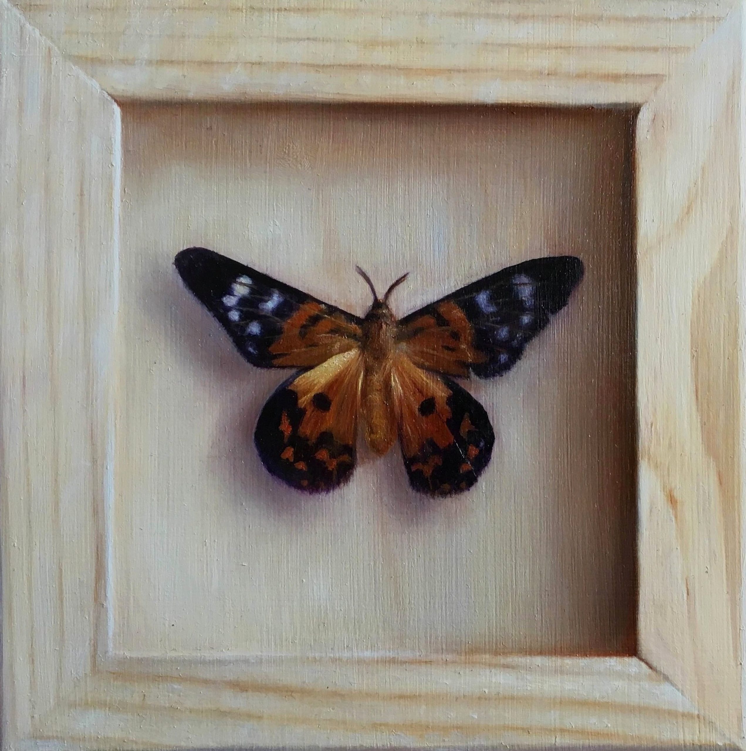 Paul Rosiak, "Moth," 6x6, Oil on Panel