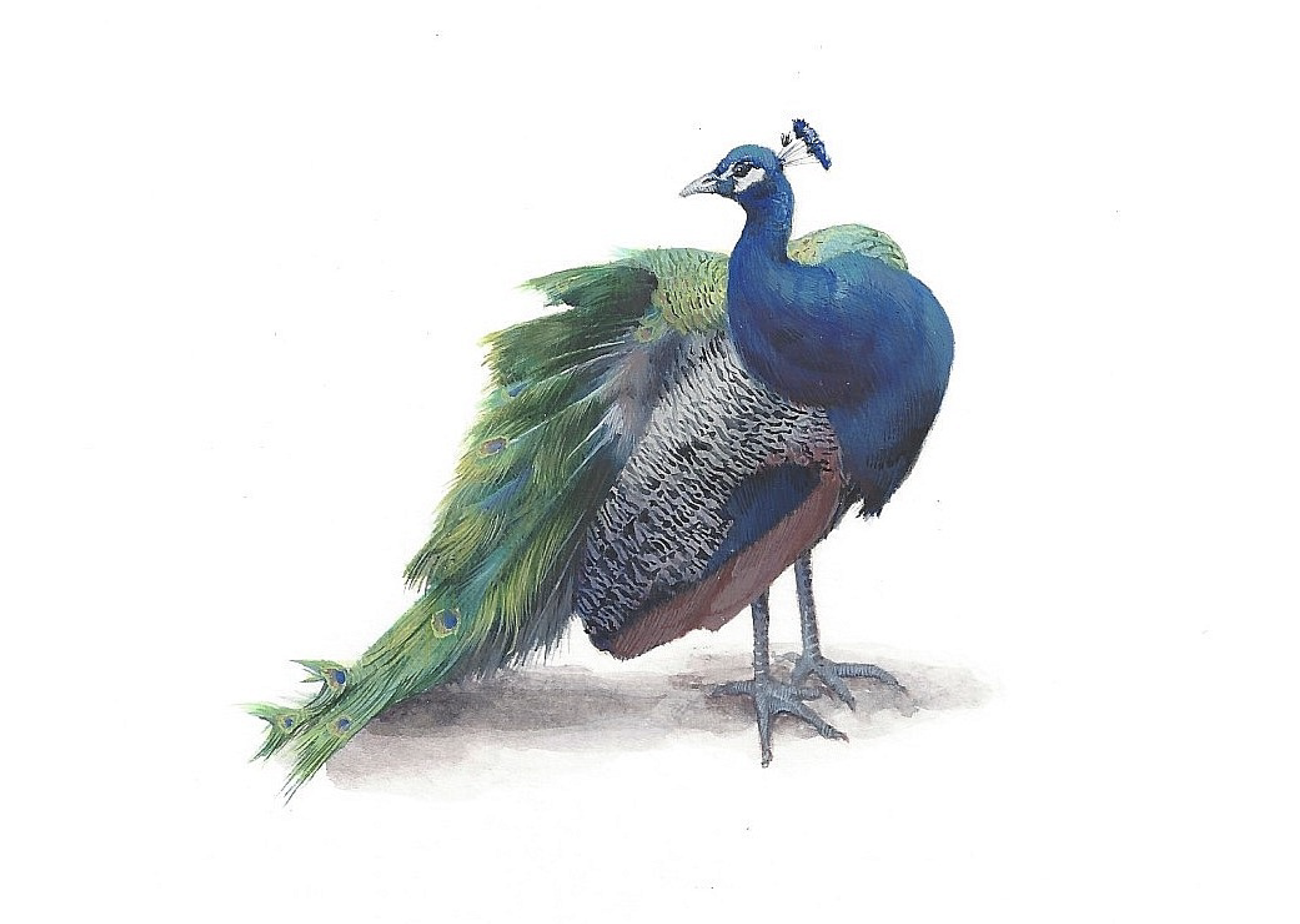 Drawing of a peacock
