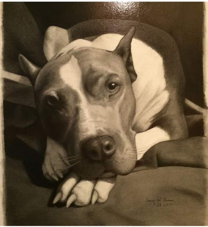 Pet Portraits - Drawing of a dog