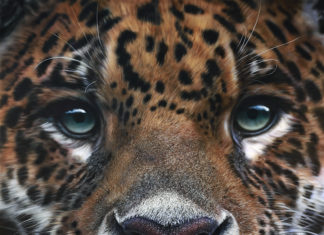 Plein Air Salon winner - portrait of a Jaguar