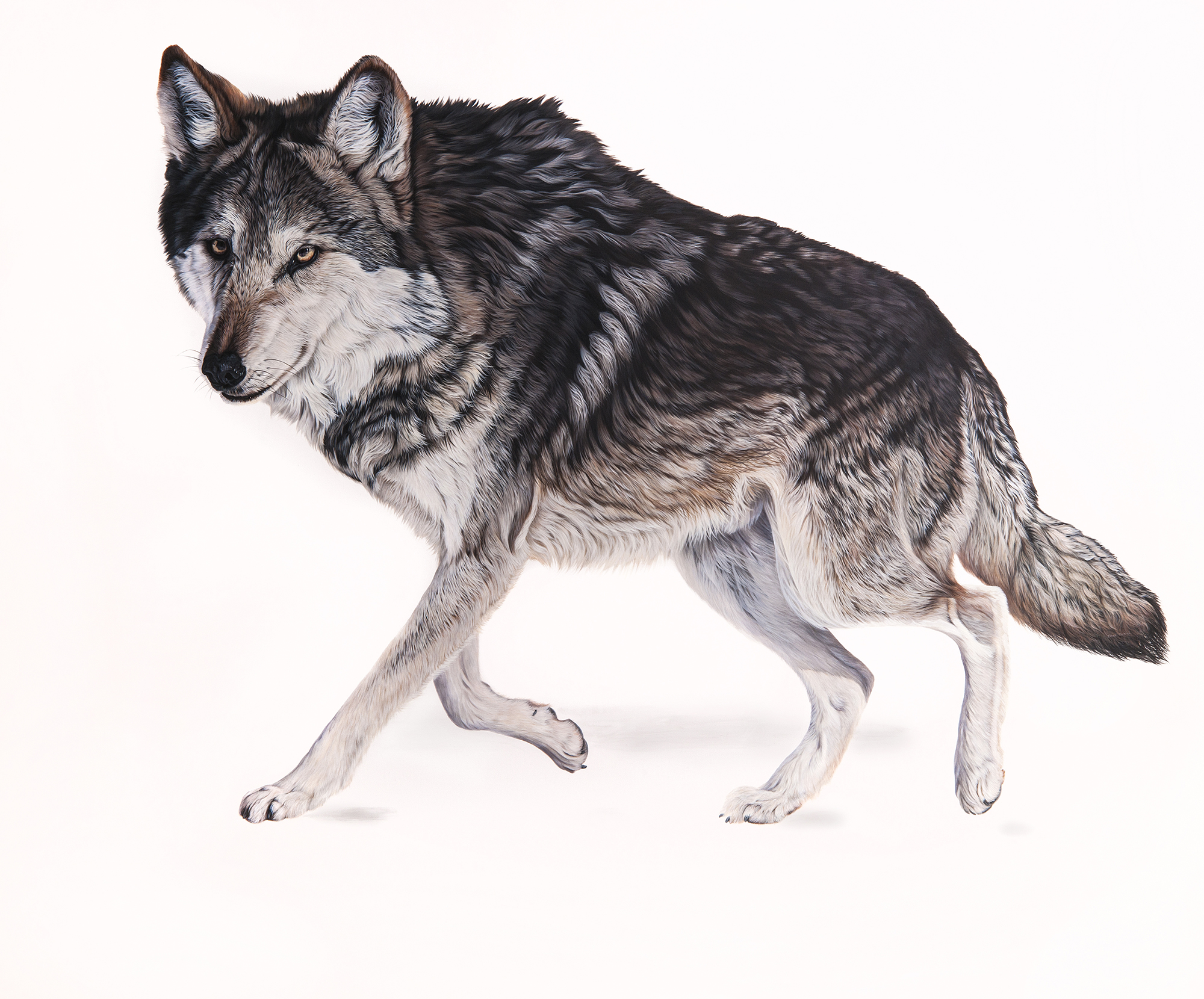 Paintings of wolves