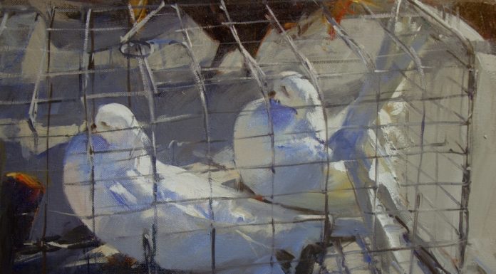 John Cook, "White Birds," 16 x 20 in.