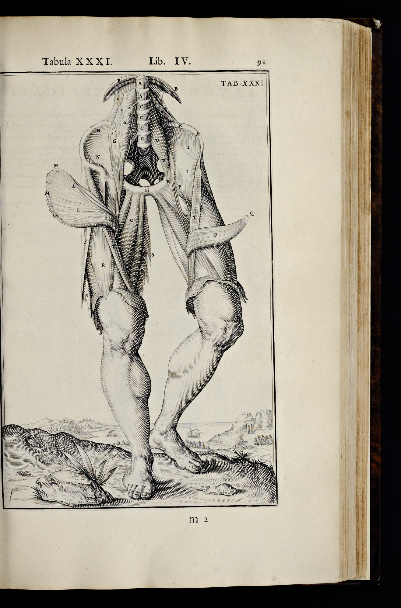 anatomical drawings of legs