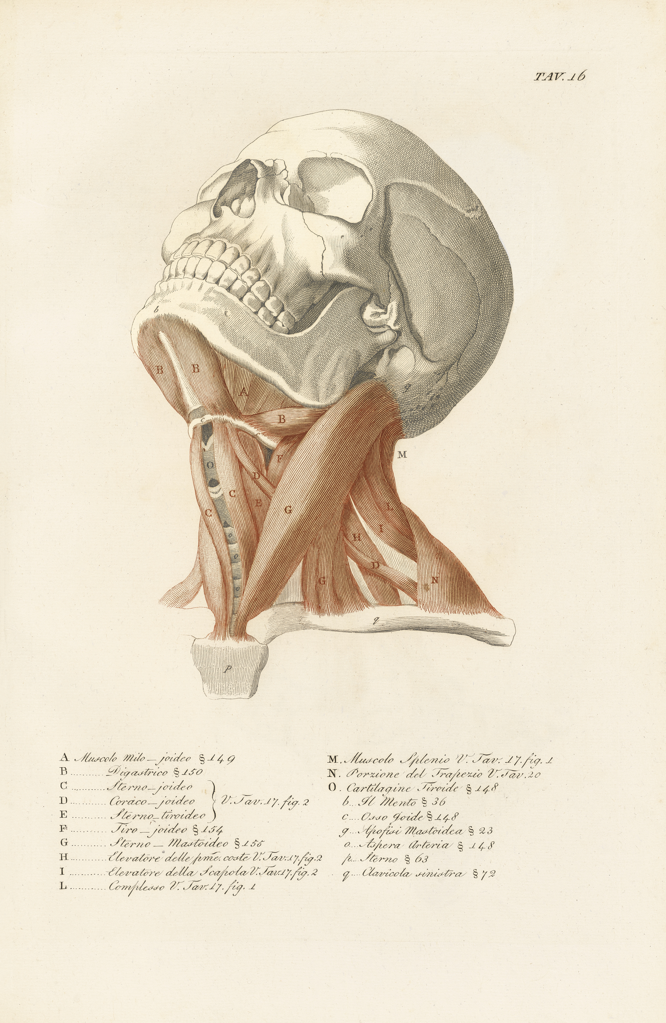 Anatomical drawings