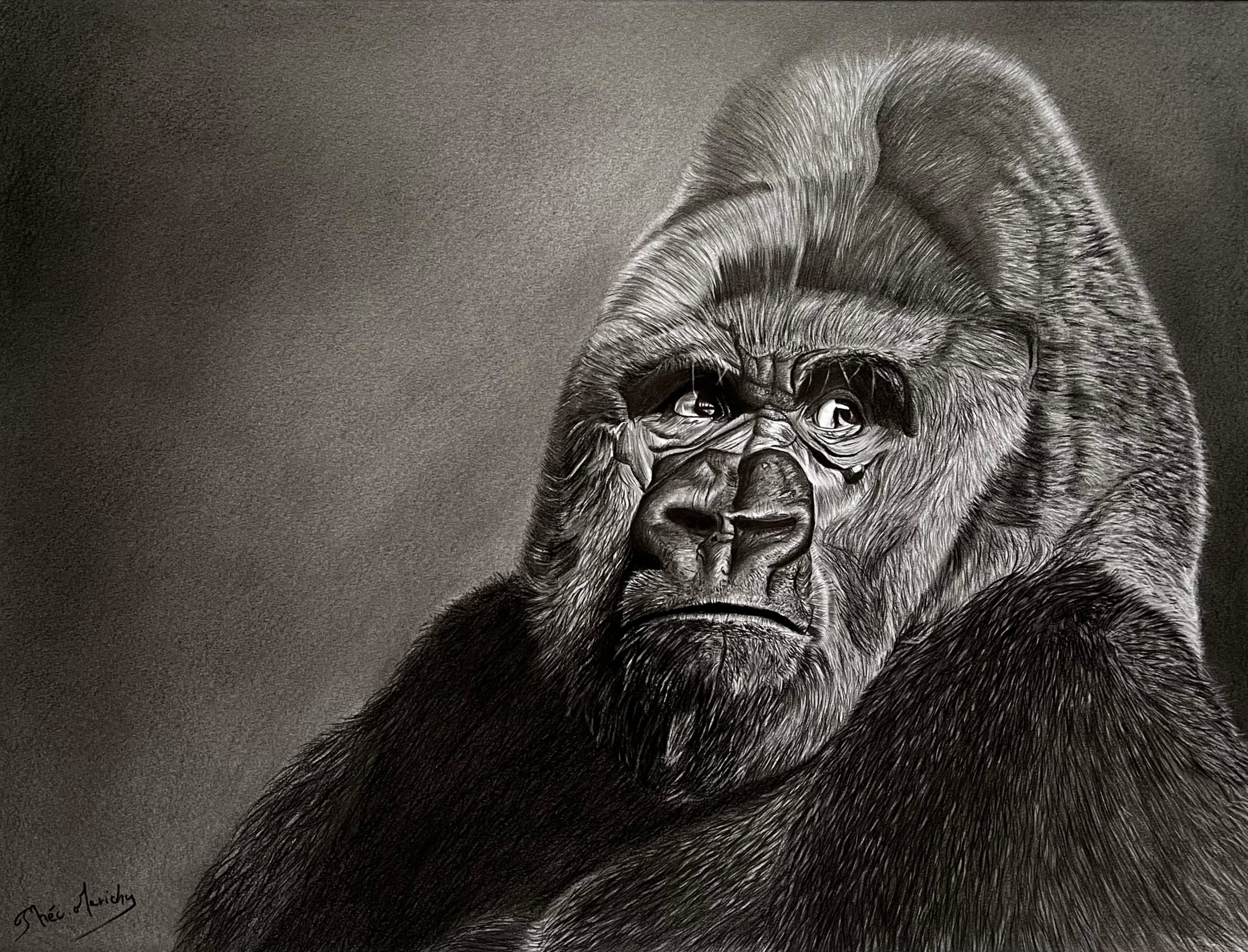 realistic drawings of gorillas