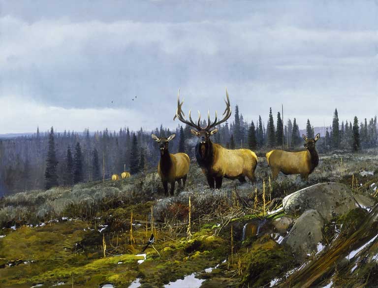 Contemporary realism wildlife paintings