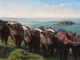 Painting Animals: Step-by-Step Demo of a Herd of Cows - Realism Today