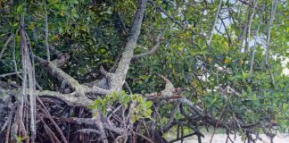 hyperrealist paintings - Jorge Carral, "Manglar Tampamachoco (Tampamachoco Mangrove)," 2013, oil on canvas, 35 x 59 in., private collection, Coronado, California