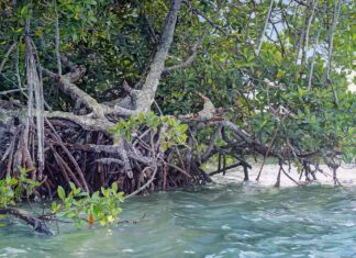 hyperrealist paintings - Jorge Carral, "Manglar Tampamachoco (Tampamachoco Mangrove)," 2013, oil on canvas, 35 x 59 in., private collection, Coronado, California