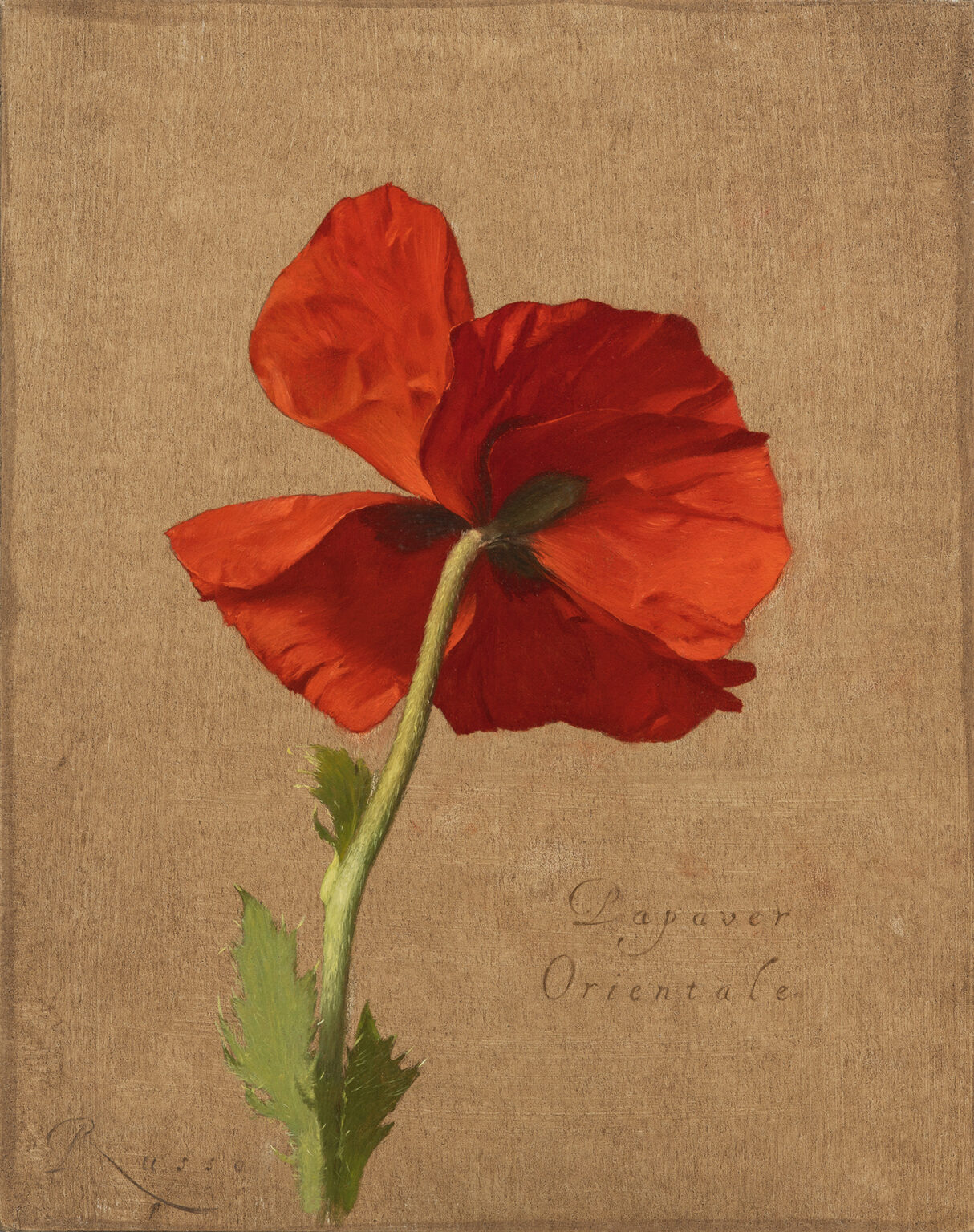 Understanding the Vanitas Still Life Realism Today