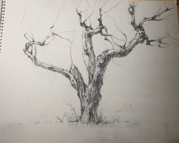 Drawing / sketch of a tree by Robert Johnson