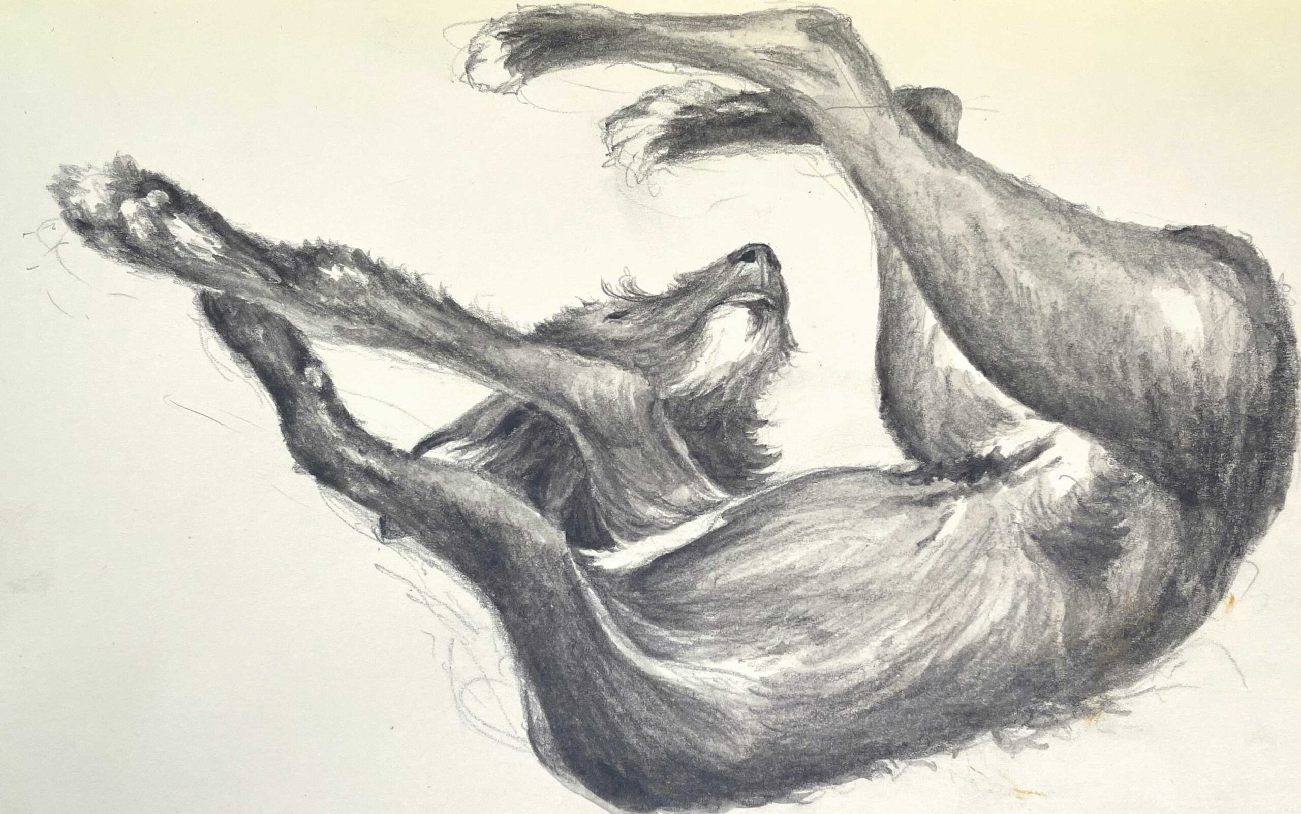 Realistic drawing of a dog - Susan Lynn (b. 1963), "Puppy Nap," 2016, water-soluble pencil on paper, 5 x 8 in., private collection 