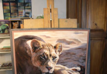 pastel painting wildlife - Emma Colbert, “Lioness,” Soft pastel on Pastelmat, 18 x 14 in.