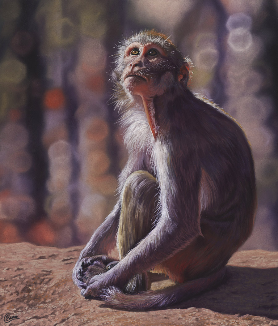 pastel painting of a monkey - Emma Colbert, “Wishful Thinking,” Soft pastel on Pastelmat, 16 x 14 in.