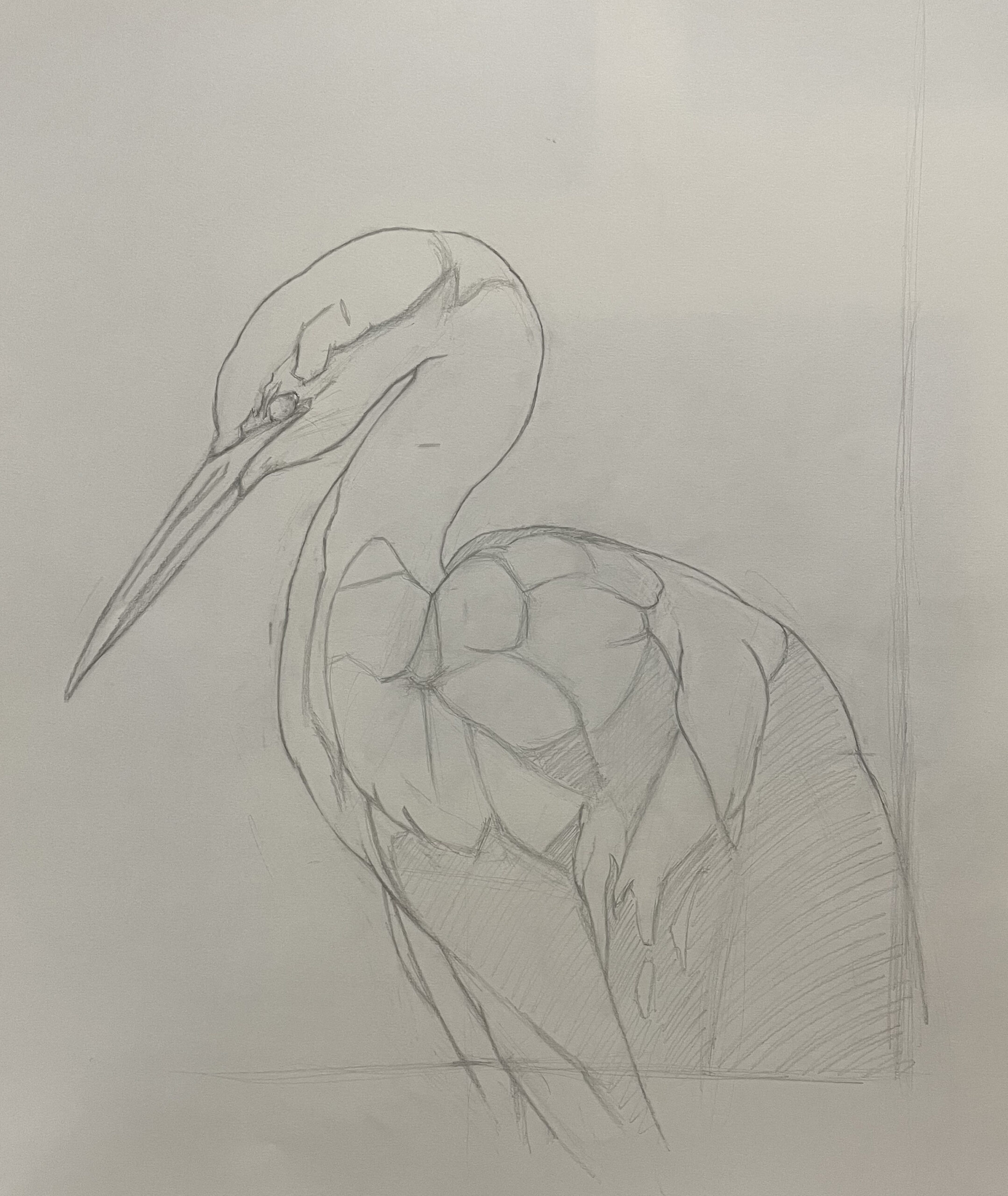 Contemporary realism how-to drawing of an egret