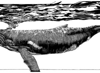 environmental art - JANIE KINNANE (b. 1989), "Bumper," 2018, block print carved from cherry plywood (edition of 8), 40 x 96 in., available through the artist