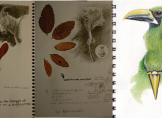 Why Acrylics? The Three P’s – Portability, Permanence, Pizzazz While value studies can stand on their own or be enhanced with natural specimens, the possibilities grow exponentially when every color is added to the options.