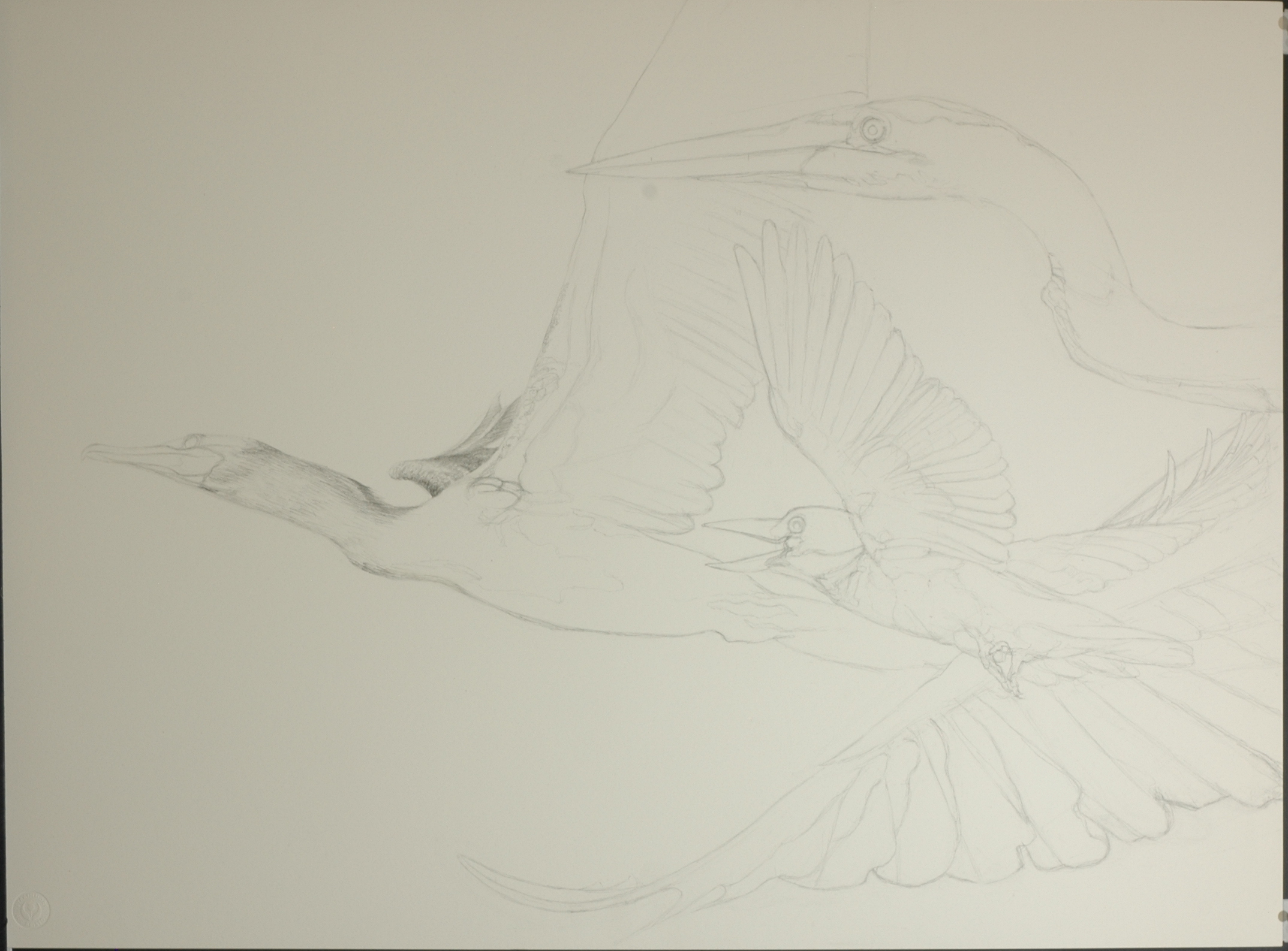 Preliminary sketch of birds