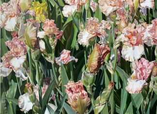 A Floral Spotlight: Each Iris Has Its Own Personality Painting Irises - Cathryne Trachok, “For They Shall Inherit The Earth,” Oil on Linen, 18 x 24 in.