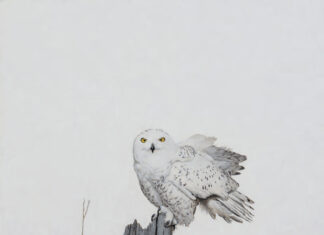 Painting of the Week: “Snowy Owl on Fence Post” Mark Eberhard (b. 1949), "Snowy Owl on Fence Post," 2022, oil on canvas, 34 x 34 in., private collection (as seen in our sister publication, Fine Art Connoisseur)