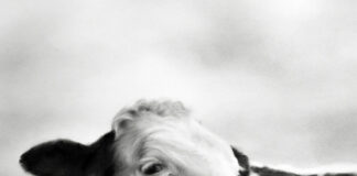 realistic charcoal drawing of a cow - Rosanna Gaddoni, "I see You," Charcoal on paper, 26 x 20 in.; Best Animal category, PleinAir Salon (April 2025)