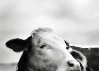 realistic charcoal drawing of a cow - Rosanna Gaddoni, "I see You," Charcoal on paper, 26 x 20 in.; Best Animal category, PleinAir Salon (April 2025)