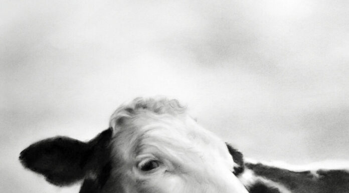 realistic charcoal drawing of a cow - Rosanna Gaddoni, "I see You," Charcoal on paper, 26 x 20 in.; Best Animal category, PleinAir Salon (April 2025)