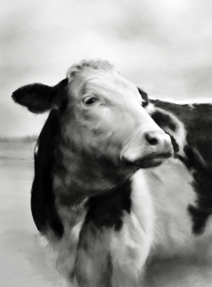 realistic charcoal drawing of a cow - Rosanna Gaddoni, "I see You," Charcoal on paper, 26 x 20 in.; Best Animal category, PleinAir Salon (April 2025)