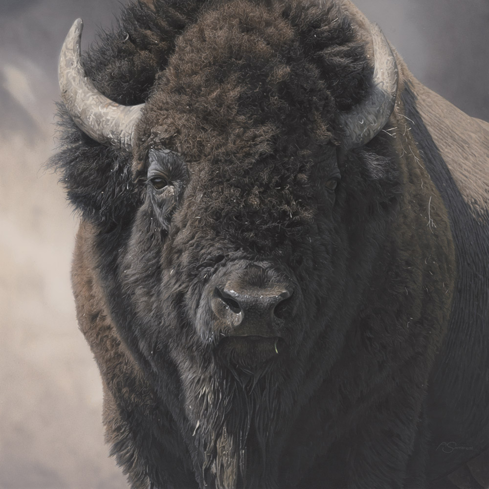 Realistic wildlife paintings - portrait of a bison - Adam Smith, "Commanding Presence," acrylic, 25 x 25 in.