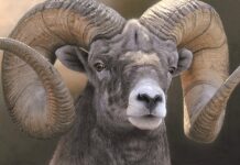 6 Spectacularly Realistic Wildlife Paintings: The Why & The How Realistic wildlife paintings - portrait of a ram - Adam Smith, "Full Curl," acrylic, 20 x 31 in.