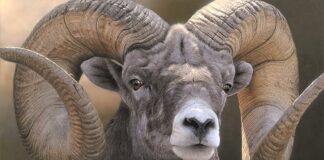 Realistic wildlife paintings - portrait of a ram - Adam Smith, "Full Curl," acrylic, 20 x 31 in.