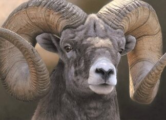 Realistic wildlife paintings - portrait of a ram - Adam Smith, "Full Curl," acrylic, 20 x 31 in.