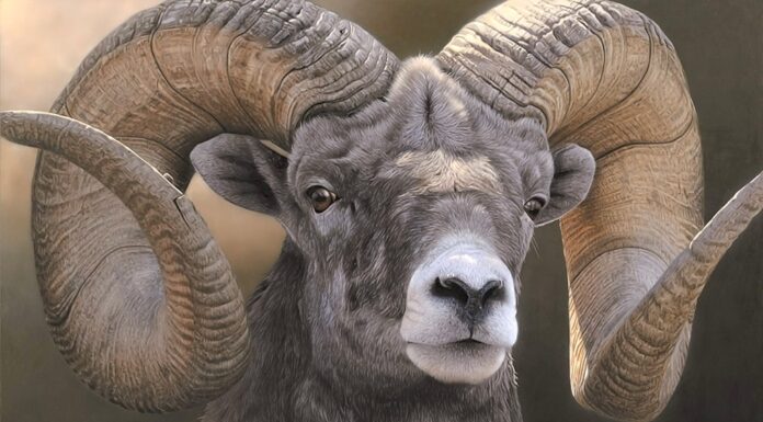 6 Spectacularly Realistic Wildlife Paintings: The Why & The How Realistic wildlife paintings - portrait of a ram - Adam Smith, "Full Curl," acrylic, 20 x 31 in.