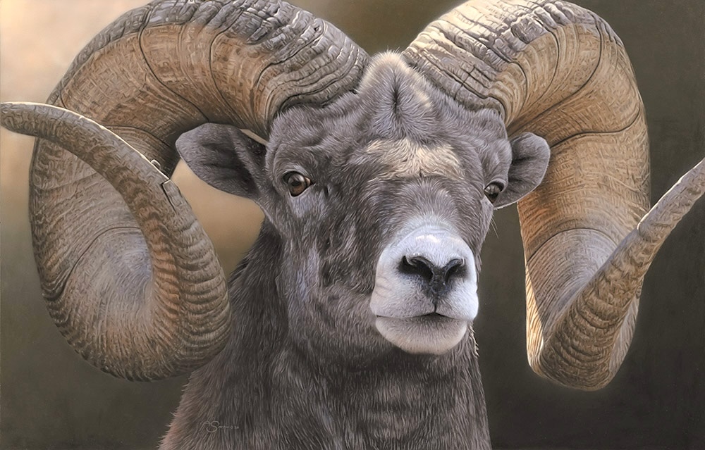 Realistic wildlife paintings - portrait of a ram - Adam Smith, "Full Curl," acrylic, 20 x 31 in.