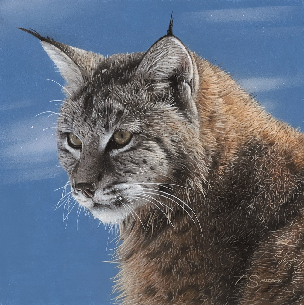 Realistic wildlife paintings - portrait of a bobcat - Adam Smith, "Winter Chill," acrylic, 10 x 10 in.